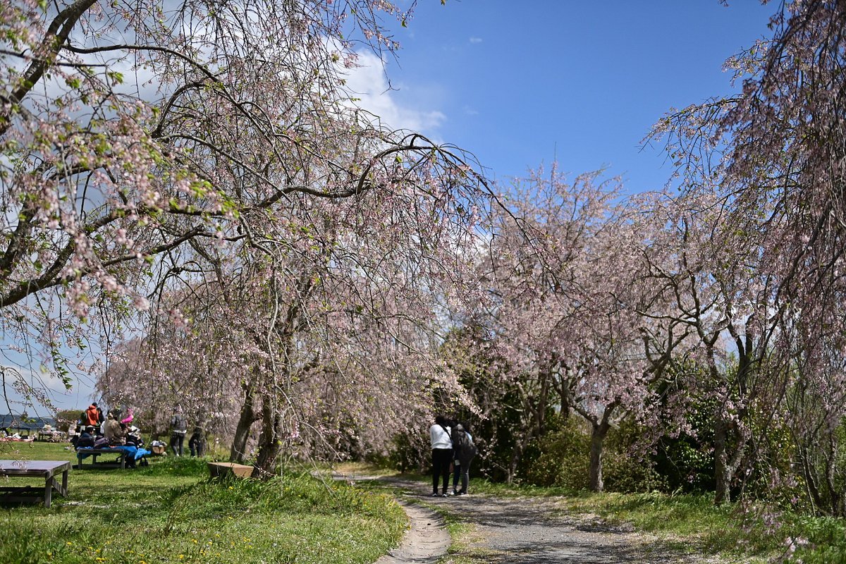 🌸 타케베 삼림 공원 (타케베노모리코엔) 이미지 8